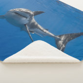 COUVERTURE SHERPA GRAND REQUIN BLANC (3/4)
