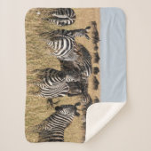 Couverture Sherpa Grant's Zebra Sherpa Blanket (Devant)