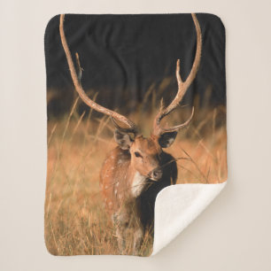Couverture Sherpa Habitat naturel du chital   Parc national de Bandh