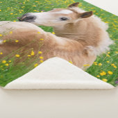 Couverture Sherpa Haflinger Horse Cute Foal Repose dans un lit à fle (3/4)