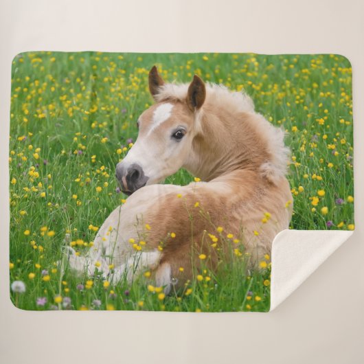 Couverture Sherpa Haflinger Horse Cute Foal Repose dans un lit à fle (Devant (Horizontal))
