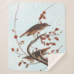 Couverture Sherpa Hermite Grive Audubon Oiseau aux baies rouges