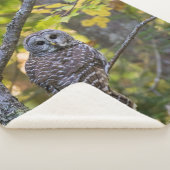 Couverture Sherpa Hibou rayé en automne | Comté d'Alger, MI (3/4)