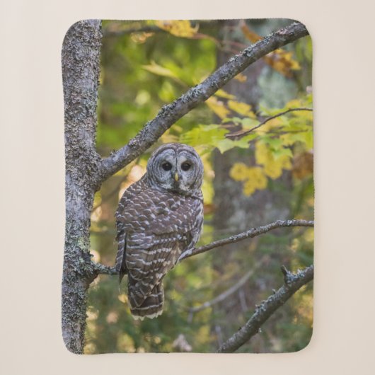 Couverture Sherpa Hibou rayé en automne | Comté d'Alger, MI (Devant)