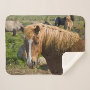 Couverture Sherpa Icelandic Horses in Northeastern Iceland