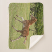 Couverture Sherpa Île de Pâques alias Rapa Nui (Devant)