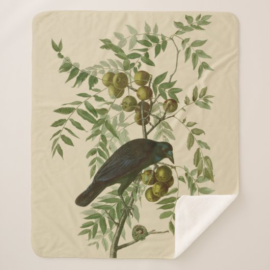 Couverture Sherpa Impression d'oiseau Grackle Violet d'Audubon Botan (Devant)