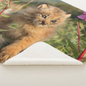 Couverture Sherpa Jeune Lynx du Canada, Alaska (3/4)