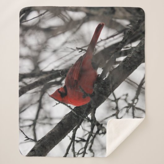 Couverture Sherpa Le M. (Devant)