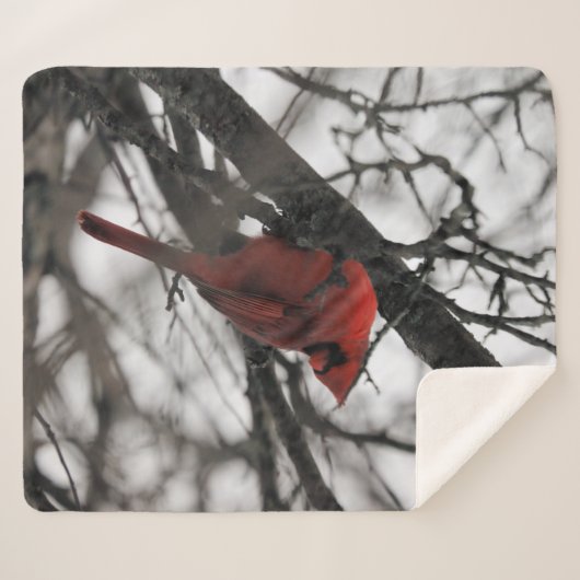 Couverture Sherpa Le M. (Devant (Horizontal))