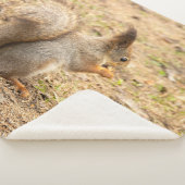 Couverture Sherpa L'écureuil mignon mange une photo de noix (3/4)