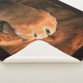 Couverture Sherpa Lion (3/4)