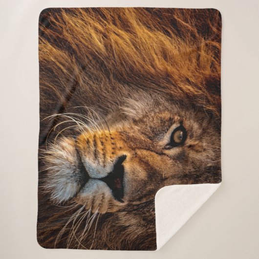 Couverture Sherpa Lion (Devant)