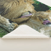 COUVERTURE SHERPA LION LOVE (3/4)