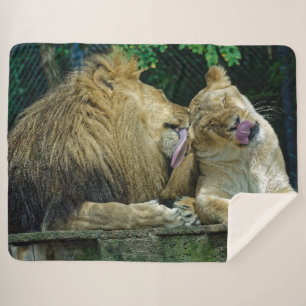 COUVERTURE SHERPA LION LOVE