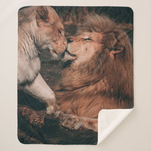 COUVERTURE SHERPA LION LYING ON BROWN ROCK (Devant)