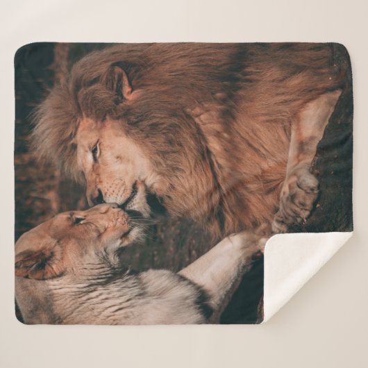 COUVERTURE SHERPA LION LYING ON BROWN ROCK (Devant (Horizontal))