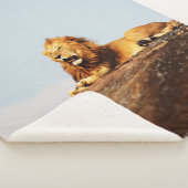 COUVERTURE SHERPA LION ON GROUND DURING DAYTIME (3/4)