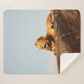COUVERTURE SHERPA LION ON GROUND DURING DAYTIME (Devant (Horizontal))