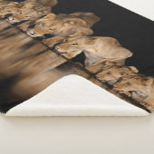 Couverture Sherpa Lion Pride Drinks at the Water Hole at Night (3/4)