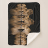 Couverture Sherpa Lion Pride Drinks at the Water Hole at Night (Devant)