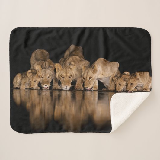 Couverture Sherpa Lion Pride Drinks at the Water Hole at Night (Devant (Horizontal))
