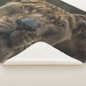 COUVERTURE SHERPA LIONNEMENT (3/4)