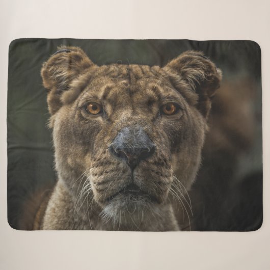 COUVERTURE SHERPA LIONNEMENT (Devant (Horizontal))