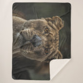 COUVERTURE SHERPA LIONNEMENT (Devant)