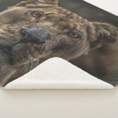 COUVERTURE SHERPA LIONNEMENT (3/4)