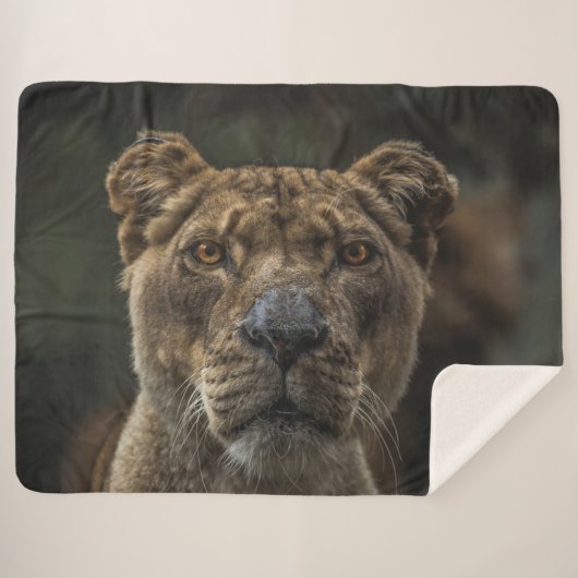 COUVERTURE SHERPA LIONNEMENT (Devant (Horizontal))