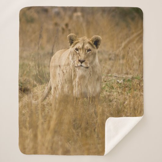 COUVERTURE SHERPA LIONNEUR DANS LA GRASSE (Devant)