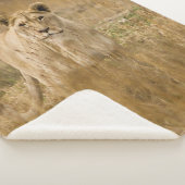 COUVERTURE SHERPA LIONNEUR DANS LA GRASSE (3/4)