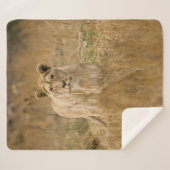 COUVERTURE SHERPA LIONNEUR DANS LA GRASSE (Devant (Horizontal))