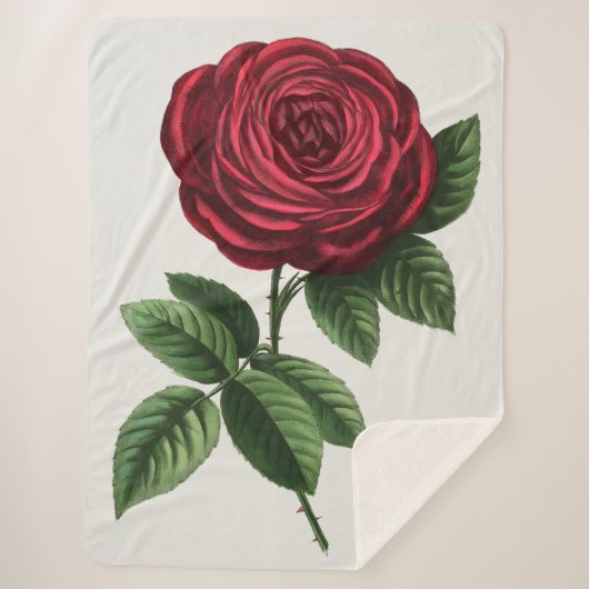 Couverture Sherpa Lithographie de rose antique, François-Frédéric Gr (Devant)