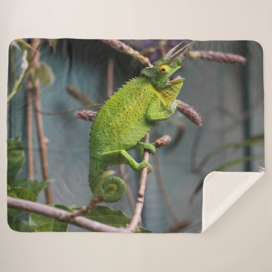 COUVERTURE SHERPA LIZARD VERT (Devant (Horizontal))