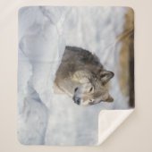 Couverture Sherpa Loup solitaire en neige (Devant)