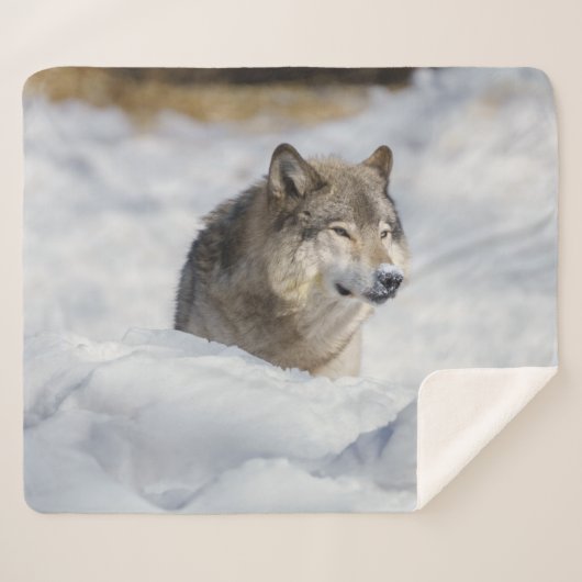 Couverture Sherpa Loup solitaire en neige (Devant (Horizontal))