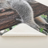 COUVERTURE SHERPA L'OURS DE KOALA DORT SUR L'ARBRE (3/4)