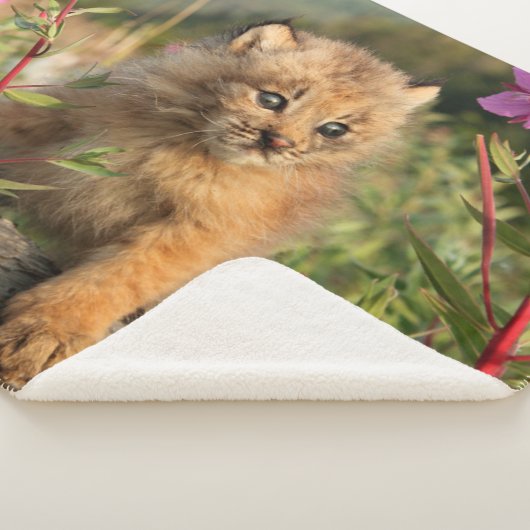 Couverture Sherpa Lynx Kitten, Canada, Alaska (3/4)