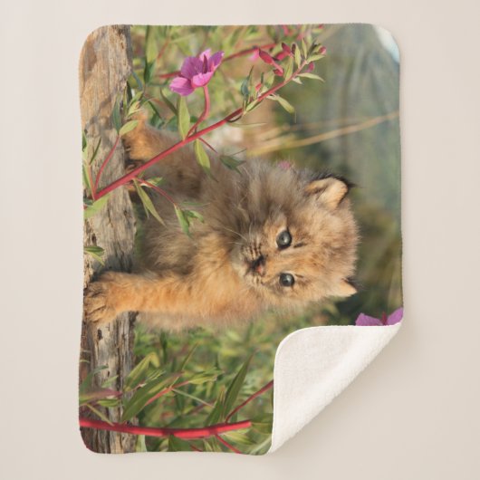 Couverture Sherpa Lynx Kitten, Canada, Alaska (Devant)