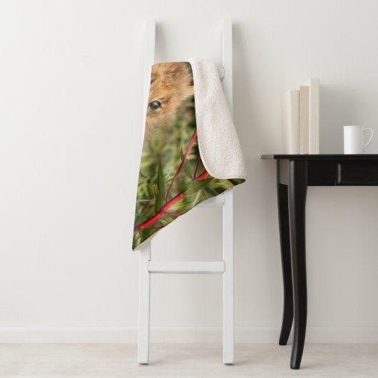 Couverture Sherpa Lynx Kitten, Canada, Alaska (En situation)