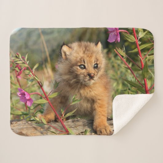 Couverture Sherpa Lynx Kitten, Canada, Alaska (Devant (Horizontal))