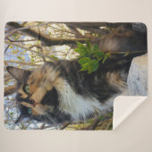 Couverture Sherpa magnifique chaton coloré (Devant (Horizontal))