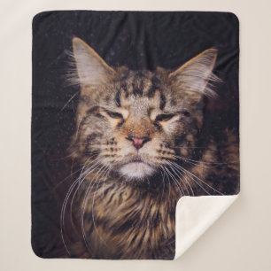 Couverture Sherpa maine coon sur un arrière - plan noir