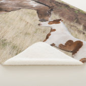 Couverture Sherpa Mare avec Colt (3/4)