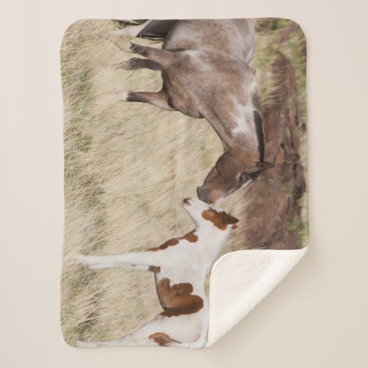 Couverture Sherpa Mare avec Colt (Devant)