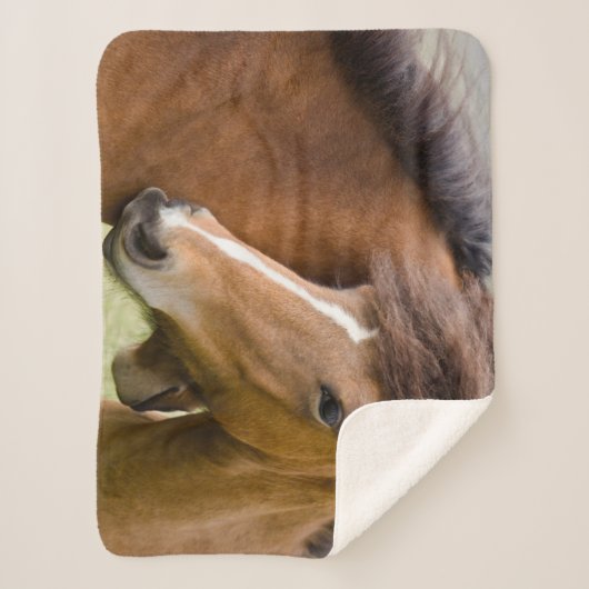Couverture Sherpa Mare Et Colt (Devant)