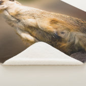 COUVERTURE SHERPA MEERKAT (3/4)