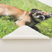 Couverture Sherpa Molly (3/4)